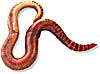 Natural Red Worms
