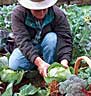 .: Bio Fertilizer .Com - Organic Fertilizers in Gardens and Agriculture. Ecologic Directory with Natural Products and a Free Guide to BioFertilizers and BioPesticides - How to produce Compost, Bio Gas and bio digestors for homes or business - Buy or Sell Fertilizers and Pesticides at International Prices