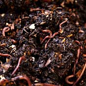 Worm Composting